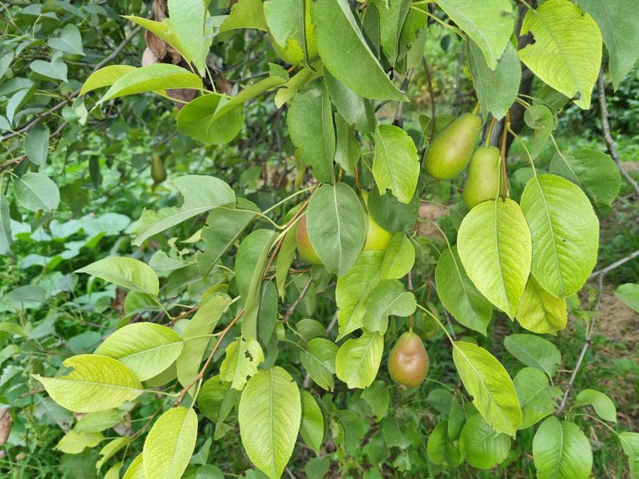 Продам Два дома, усадьбу 28,8 соток, делимый, сауна, навес, хозпостр.