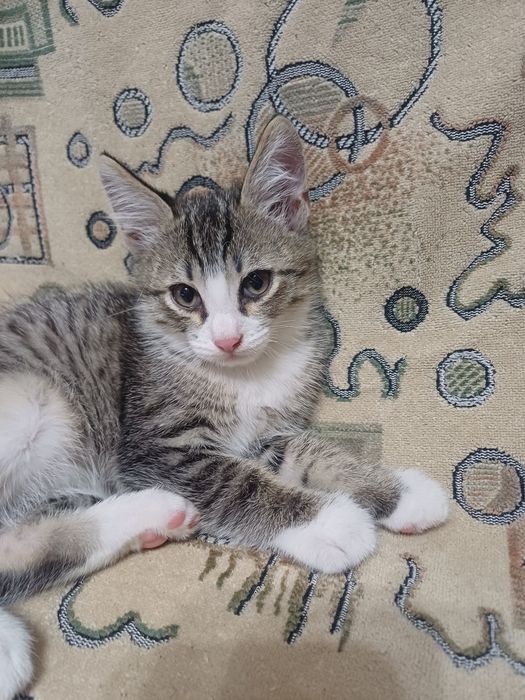 Одам даром котят.