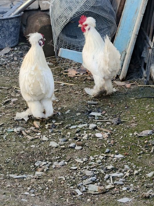 Zotdor yapon xurōzchalar sotiladi