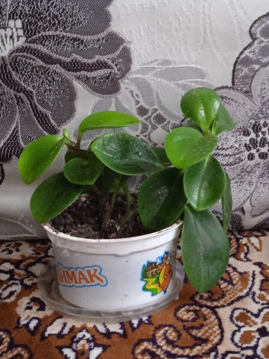 Продам комнатный цветок