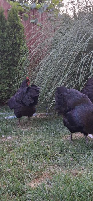 Puicii australorp negru
