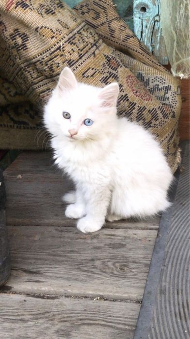 Продам ангорского котенка