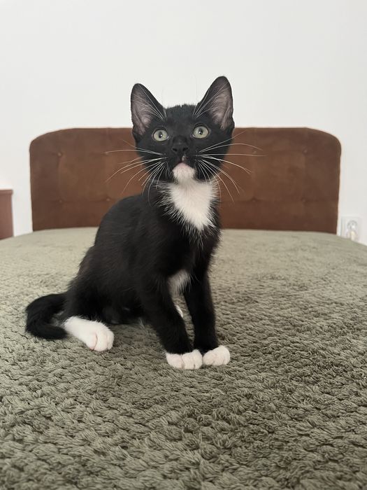 Adoptie pui pisica 2 luni