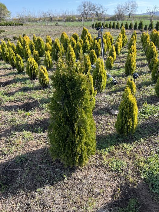 Берберис,лейланди и мн. храсти