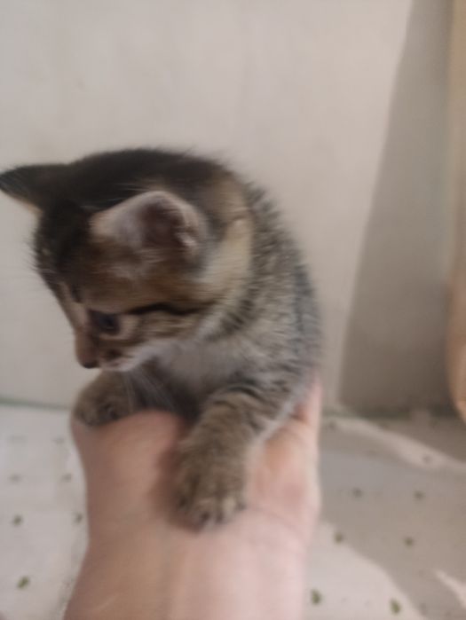 Отдам котёнка в добрые руки