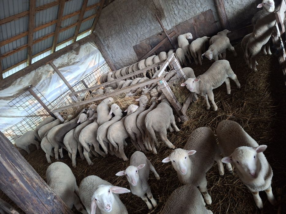 Vând miei merinos de palas