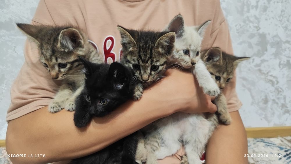 Отдам котят в самые добрые ручки