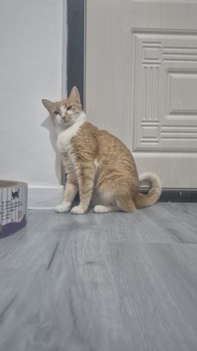 Кошечка в добрые руки