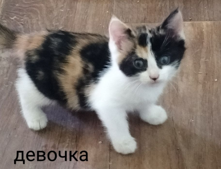 Котята в добрые руки