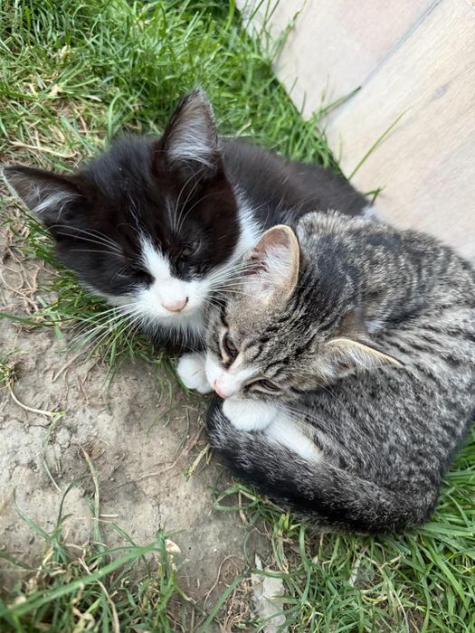Отдам котят 3.5 месяца