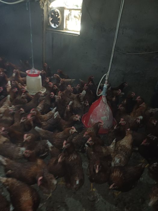 Gaini ouătoare  vârsta  1 an