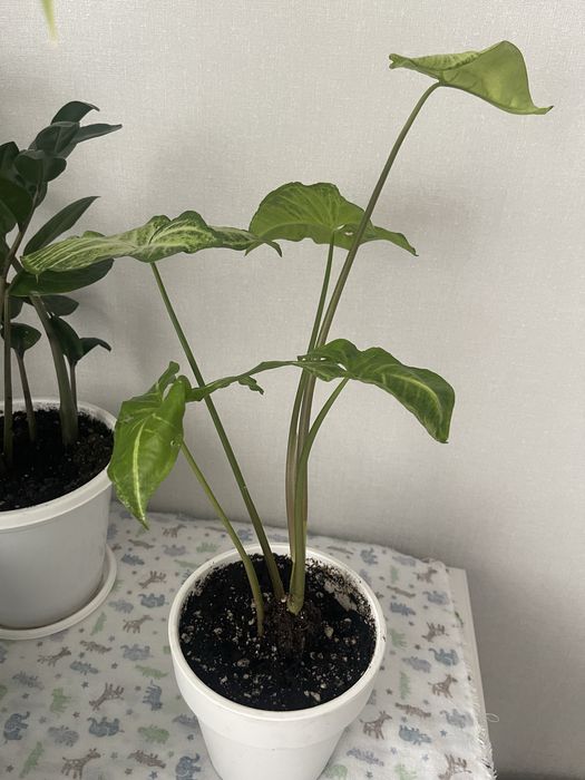 Сингониум ком.растения