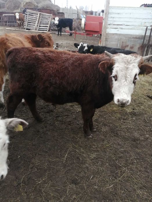 продам телят подсосных