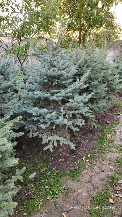 Красивая голубая ель в Ташкенте Юнусабад телебашня на олх