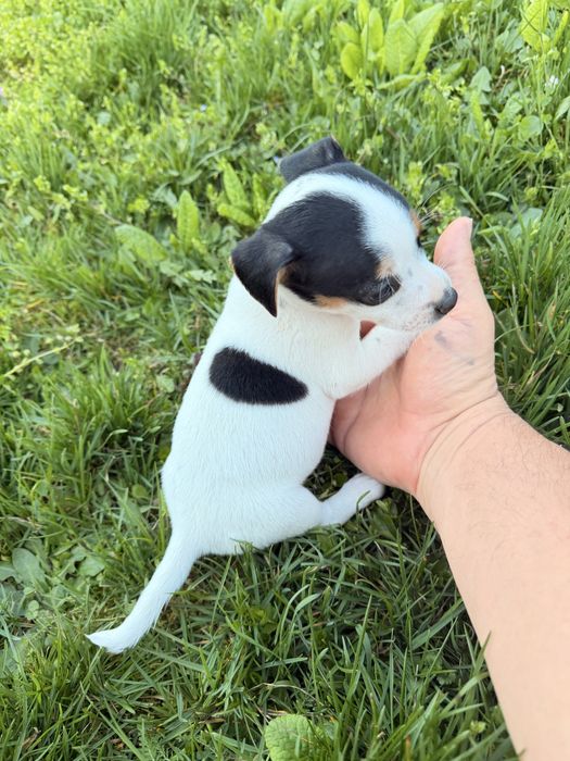 Джак ръсел териери