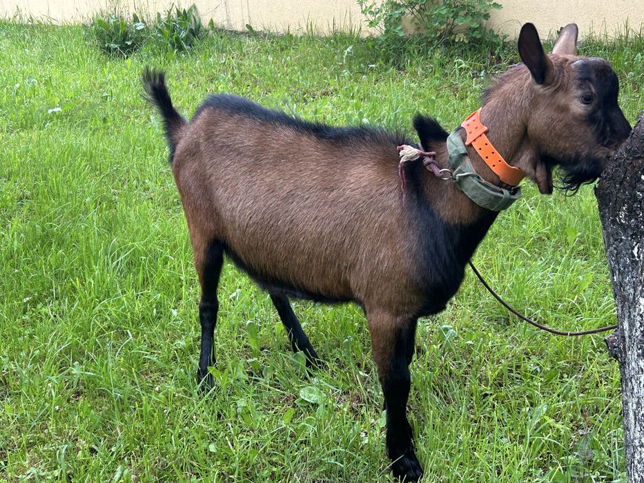 Vand țap alin fracez de 1 an fara coarne