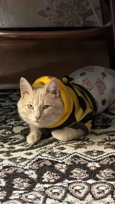 Отдам в хорошие руки