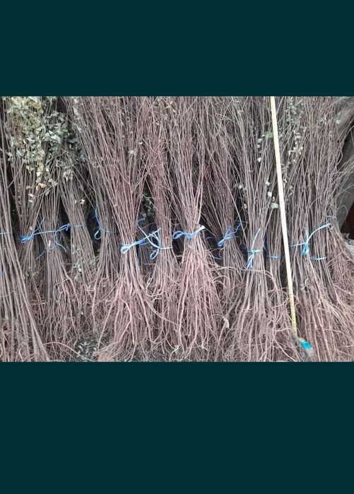 Puieti salcâm frasin fag carpen ulm plop mesteacăn brad molid Tei arin