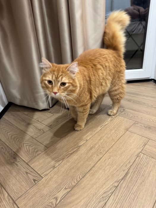 Найден котенок (мейн кун)
