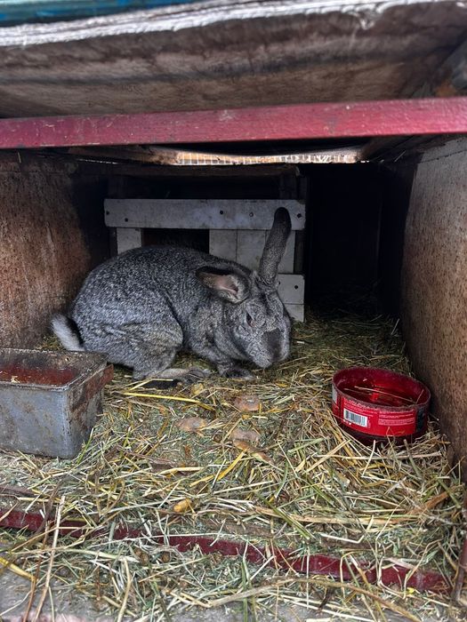 Продам кроликов срочно