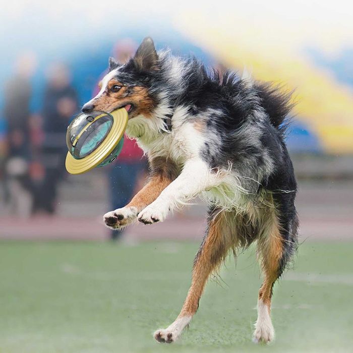 Jucarie interactiva, Lafo, hranire lenta caini si pisici, galben