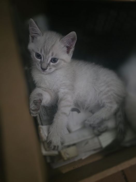 Отдам котят в ДОБРЫЕ РУКИ