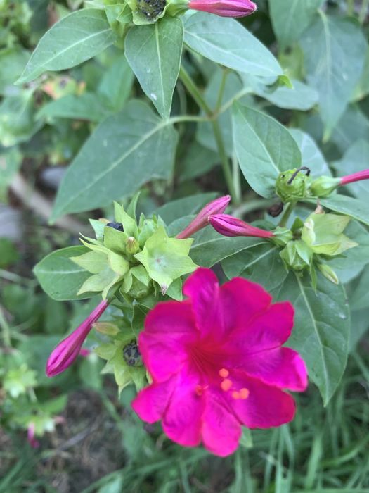 Семена и ростки