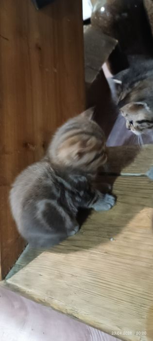 Британский котенок