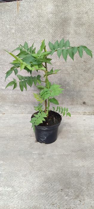 Продажа кустарников и деревьев оптом