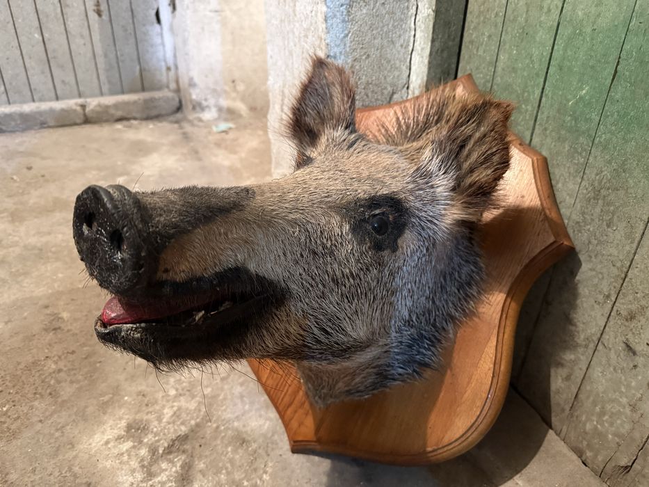 Продавам препарирано диво прасе