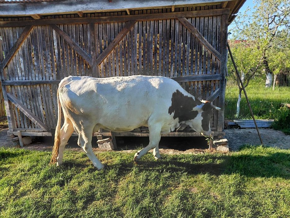 Vaca baltă românească