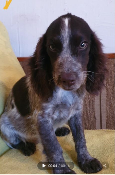 Продаются щенки русского спаниеля