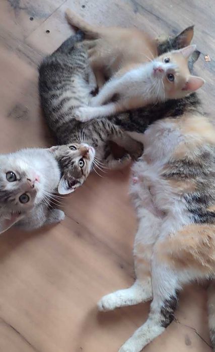 Котята в добрые руки