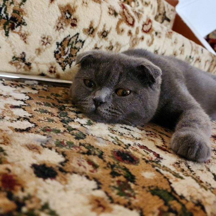 Продаётся кошка Skotish Fold