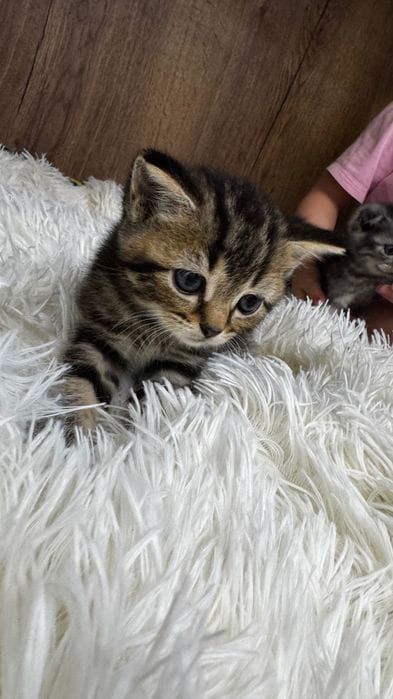 Скотиш страй  1 месяц 2 недели.