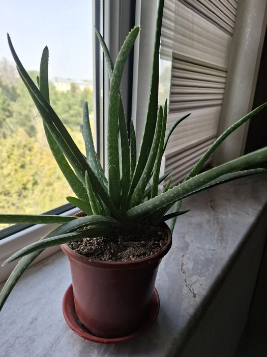 Алоэ вера свежее