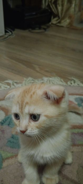 Котята Шкоти Фолл