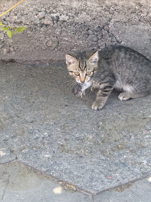 Котята домашние бесплатно