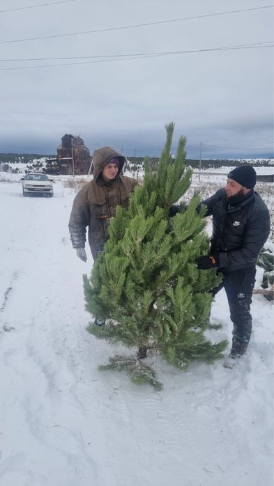 Елки новогодние