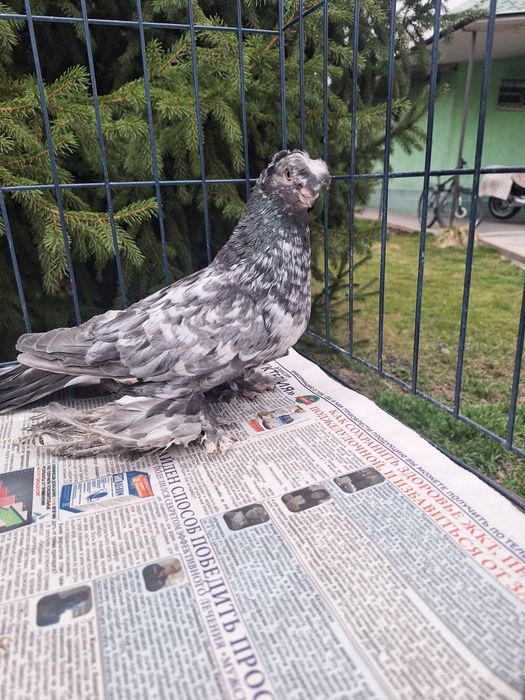 Продам голубя чилкаря