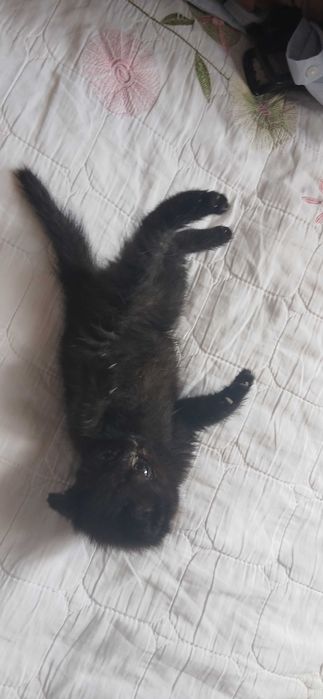 Отдам котенка в добрые руки
