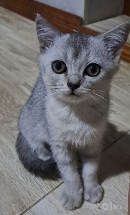 Продам котиков.4 штук.3 мальчика и одна девочка.