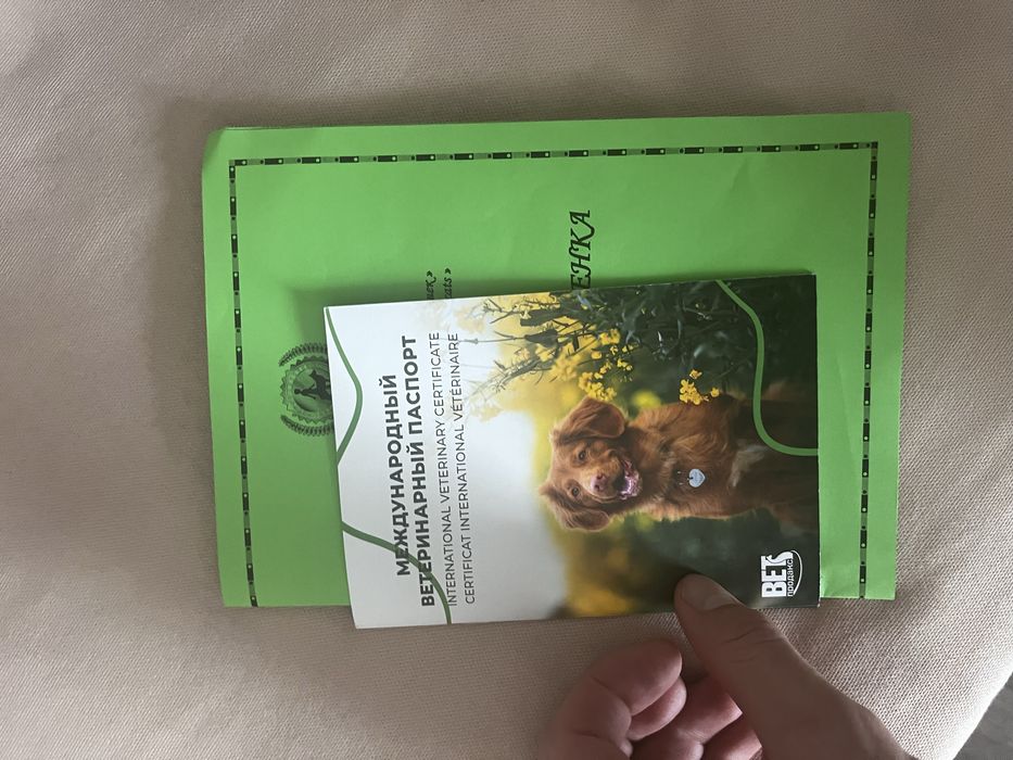 Ит собака белый померанский шпиц.