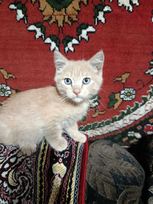 Отдам котят в хорошие руки.