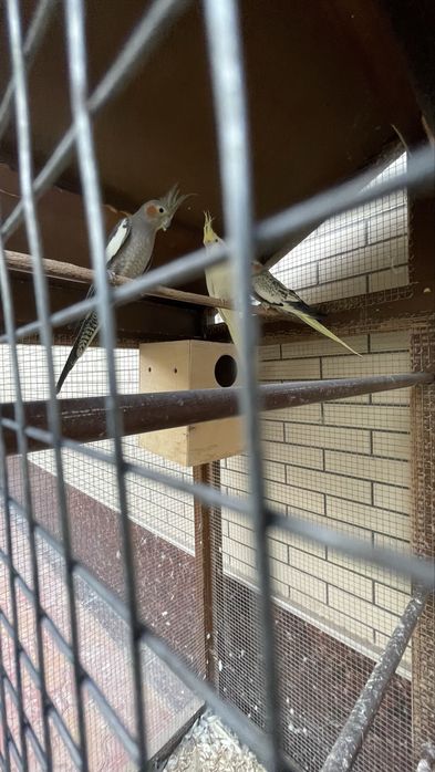 Karella 2 para bor uyi ham sotiladi