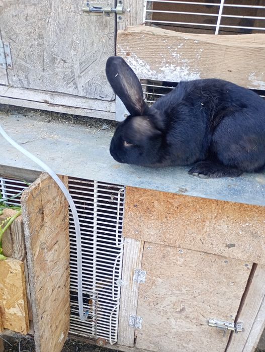 Vând doua iepuroaice in vârstă de 6 luni