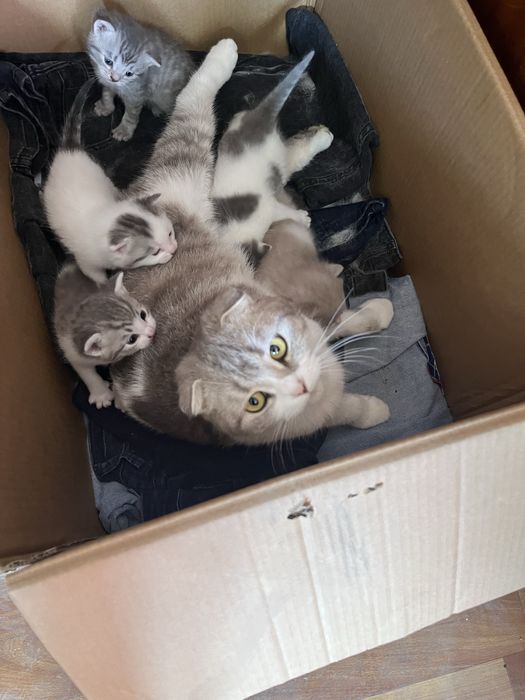 Вислоухие котята