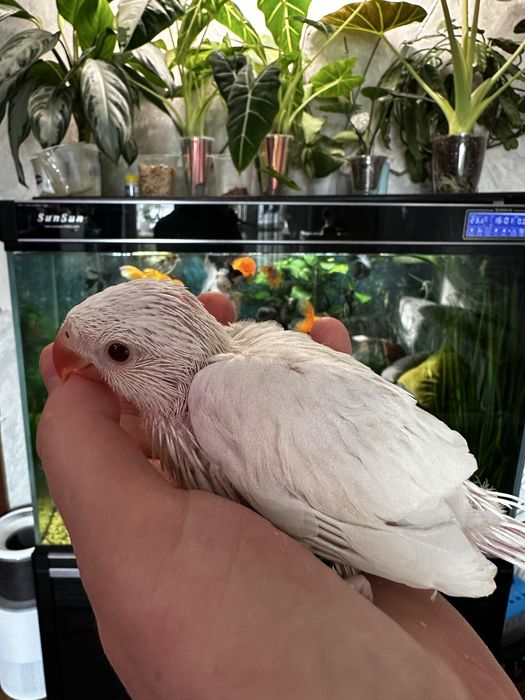 Ожереловые белые птенцы