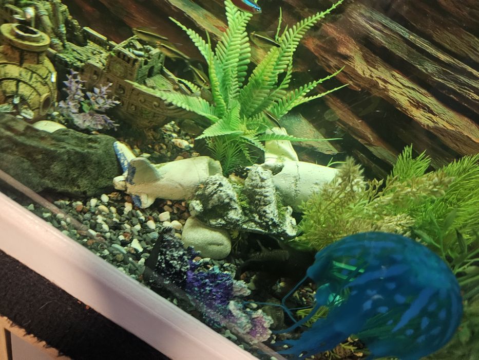 Аквариум с рибки действащ оборудван