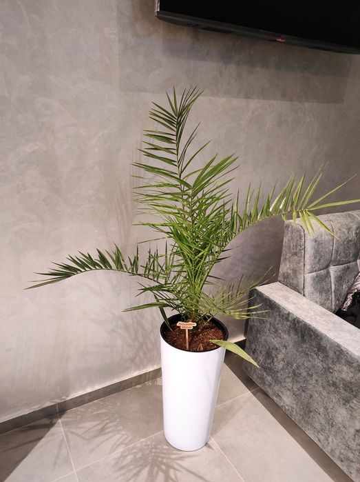 Офисные растения цветы. Оформление офисов, гостиниц цветами.